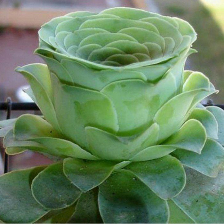 Rose, pot de fleurs, ou succulente ? sens du rangement horizon-spirituel.com