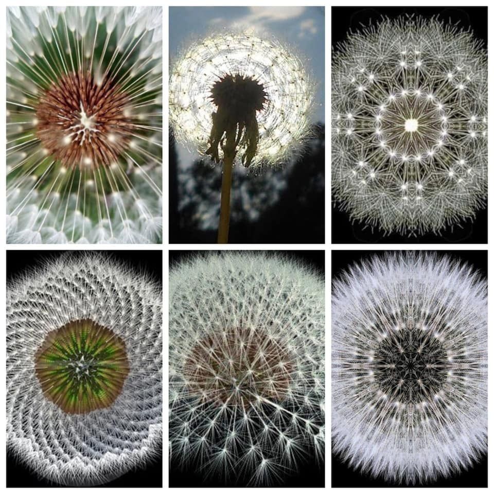 Une telle organisation, le hasard ? Géométrie des pissentils