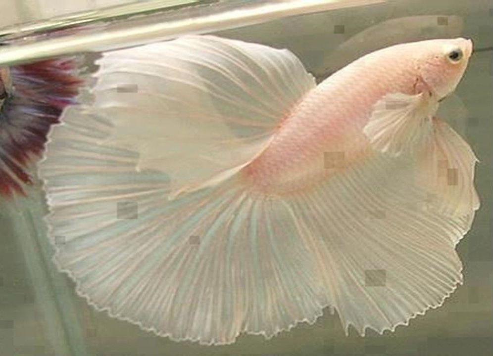 dentelle poisson mousseline horizon-spirituel.com