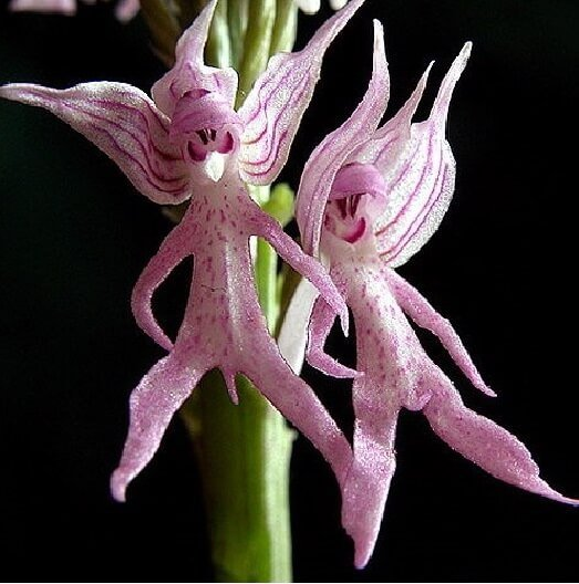 un duo de copains hilarants orchis italica horizon-spirituel.com