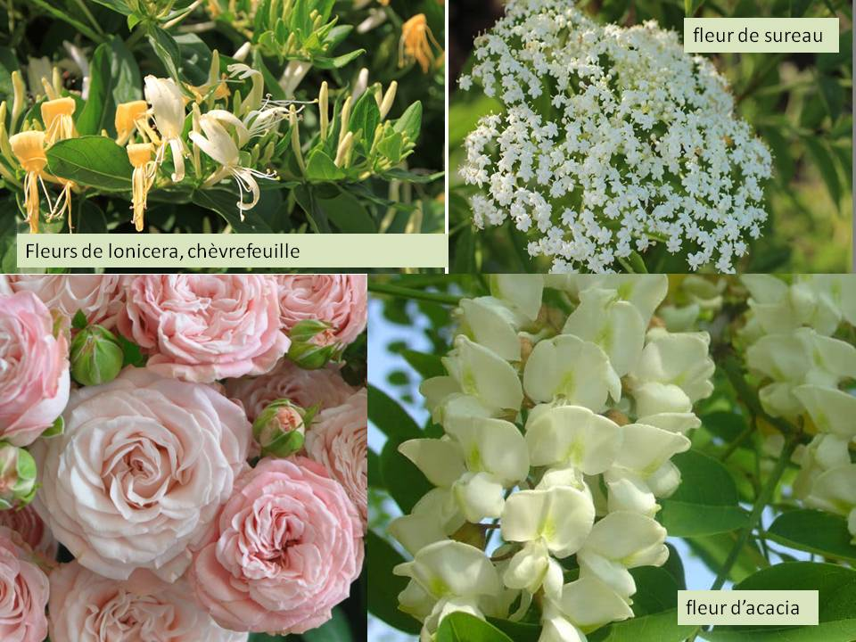 tant de parfums dans la nature tant de parfums horizon-spirituel.com