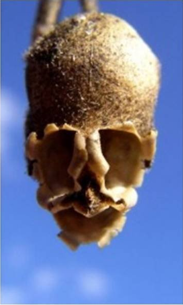 clin d'oeil Antirrhinum, fleur du dragon horizon-spirituel.com