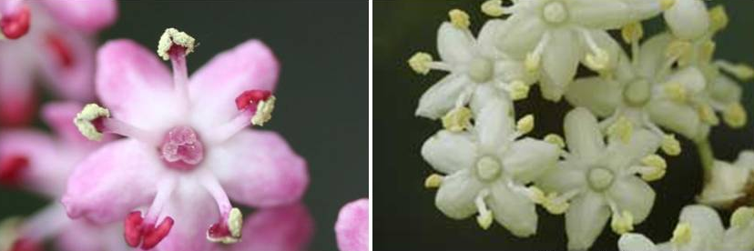 une telle perfection, vraiment le hasard fleurs de sureau horizon-spirituel.com