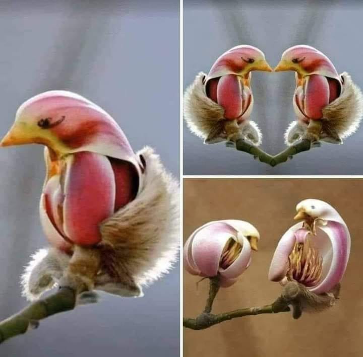 une fleur, juste une fleur de magnolia !!! magnolia liliflora horizon-spirituel.com