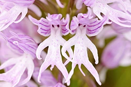 orchidée homme nu horizon-spirituel.com