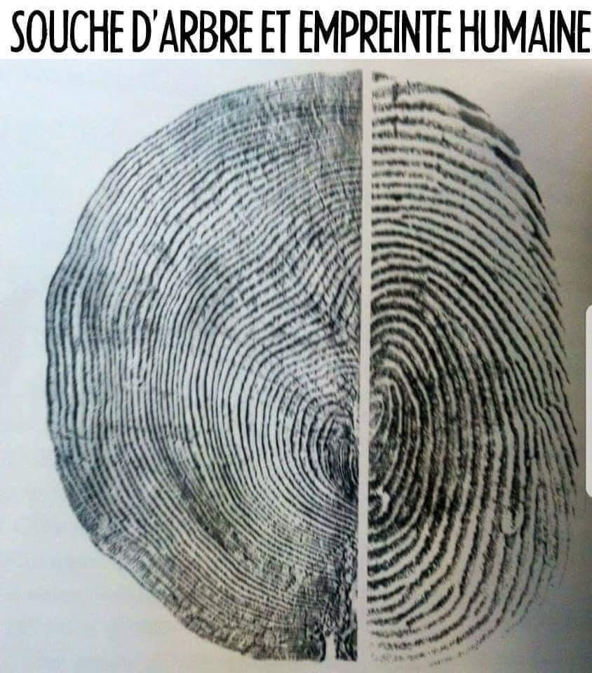 étonnante symétrie souche d'arbre empreinte horizon-spirituel.com