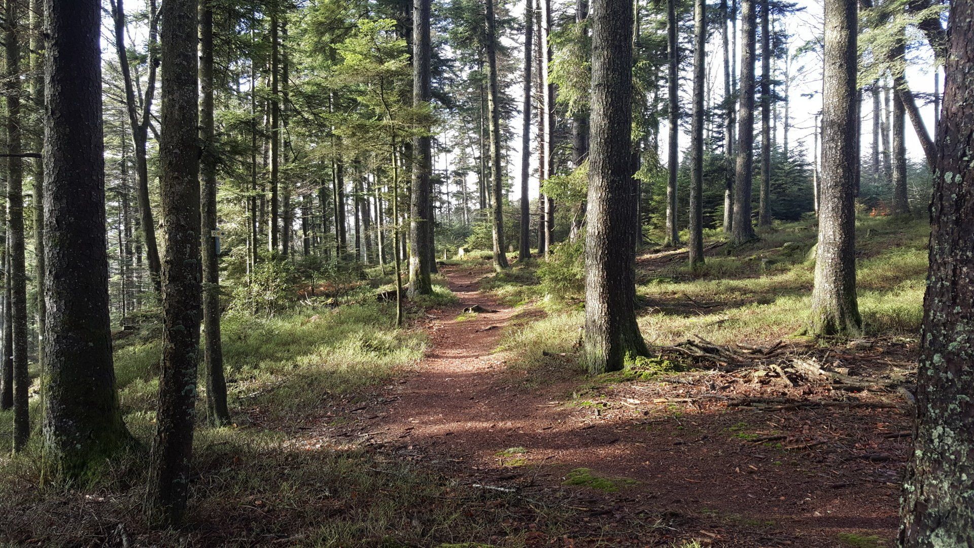silence, harmonie, la forêt est l'infirmière de l'âme sentier de forêt horizon-spirituel.com