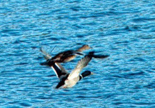 Etre deux, ne faire qu'un Couple de canards col-vert horizon-spirituel.com