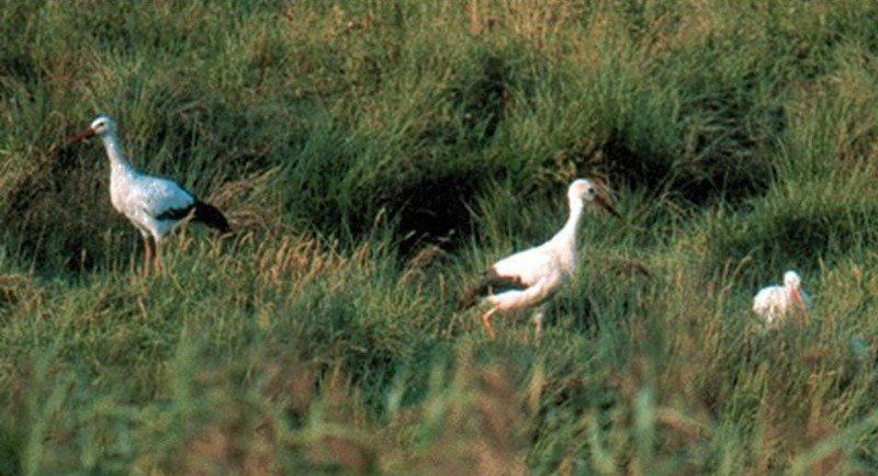 recherche de nourriture Cigognes au sol horizon-spirituel.com