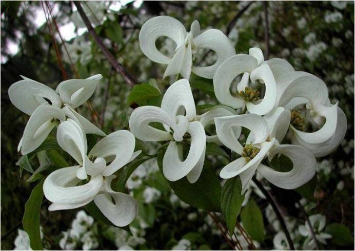donnée à notre admiration fleurs admirables horizon-spirituel.com