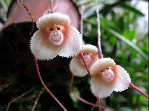 orchidée singe figure de singes horizon-spirituel.com