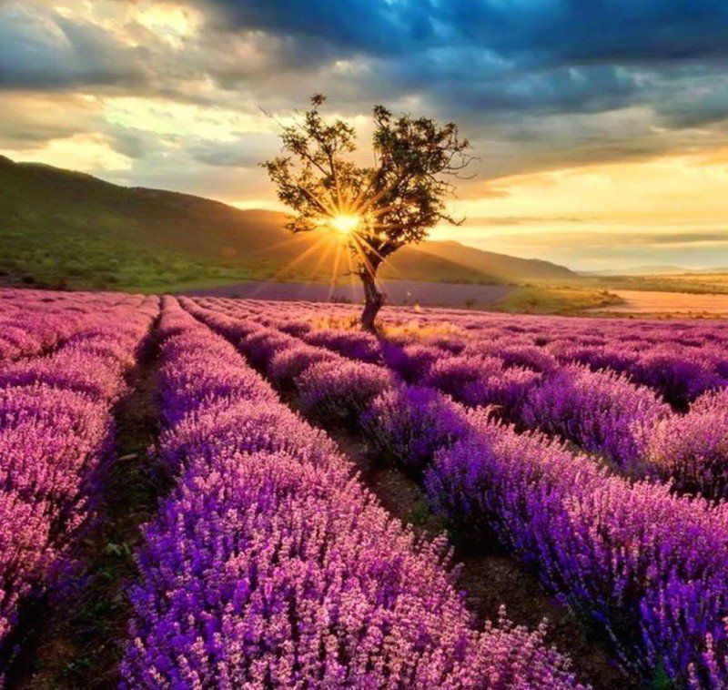 Soleil couchant, encore de l'amour Lavandes au couchant Horizon-spirituel.com
