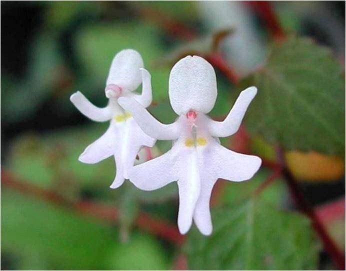 pas de danse orchidée ballerine horizon-spirituel.com