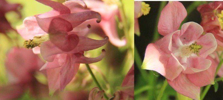 haute couture Ancolie rose horizon-spirituel.com