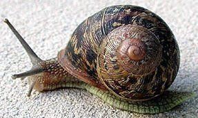 tant de soin pour une petite coquille Parfait rangement horizon-spirituel.com