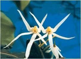 les moqueuses orchidée moqueuse  horizon-spirituel.com