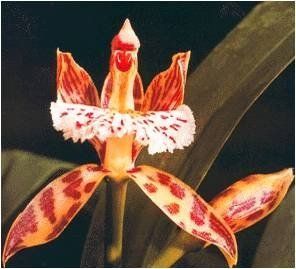 plaisantin dans un chapeau Aspasia brésilienne horizon-spirituel.com