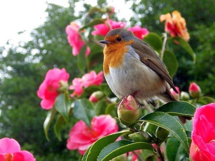 Petite merveille Rouge gorge camélia horizon-spirituel.com