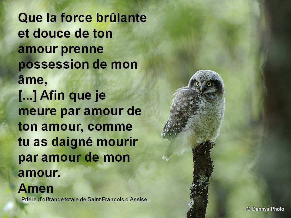 Attendre l'amour chouette cheveche horizon-spirituel.com