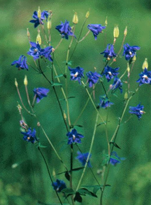 S'élever... en humilité Ancolie bleue horizon-spirituel.com