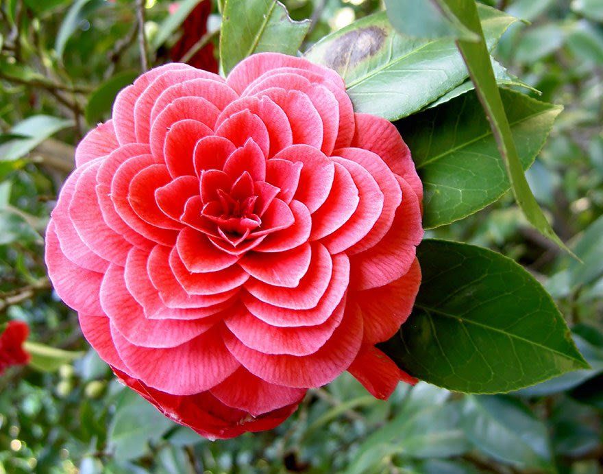 beauté transcendante Camellia horizon-spirituel.com