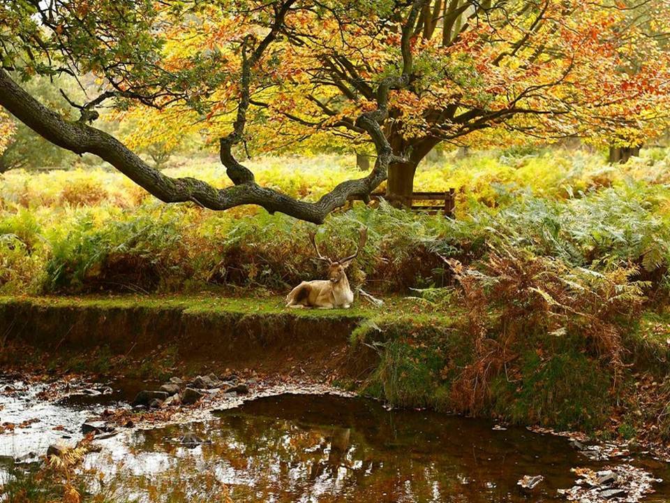 Pourquoi le déranger ? Cerf horizon-spirituel.com