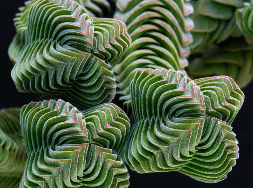 le sens du rangement Crassula Buddha’s Temple horizon-spirituel.com