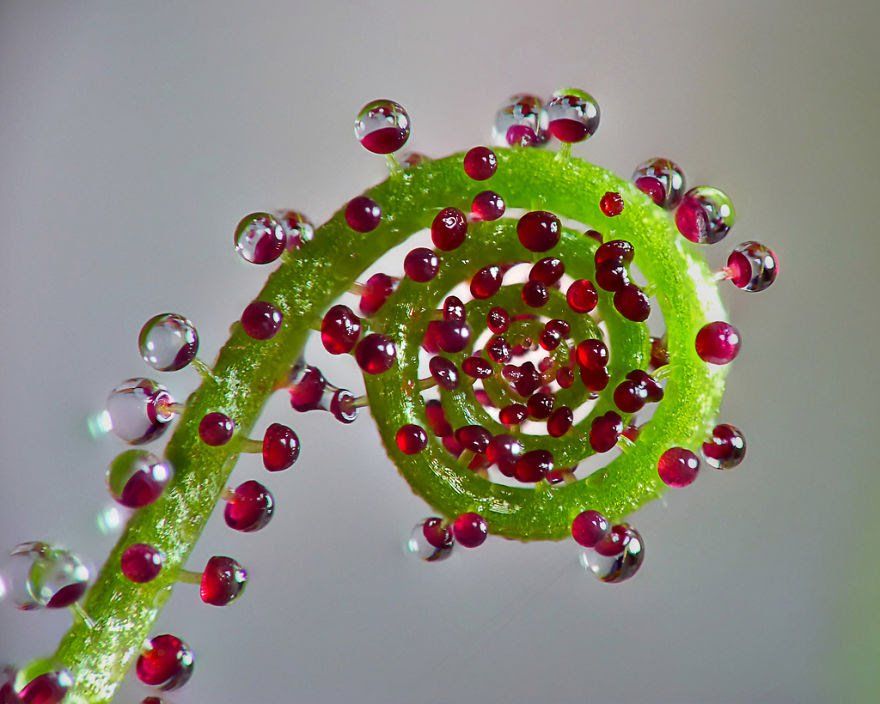 sens de la perfection à son plus haut niveau Drosophyllum lusitanicum horizon-spirituel.com
