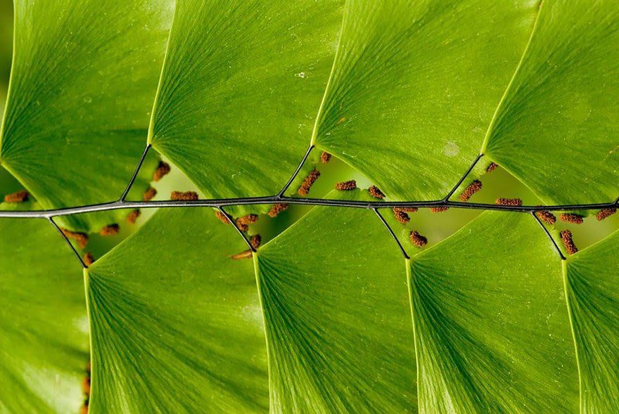encore un fabuleux rangement Drosophyllum lusitanicum horizon-spirituel.com