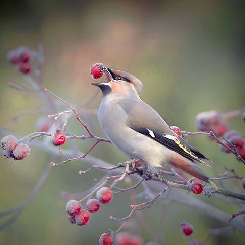 Des fruits prévus pour les nourrir à la dure saison Jaseur boréal horizon-spirituel.com