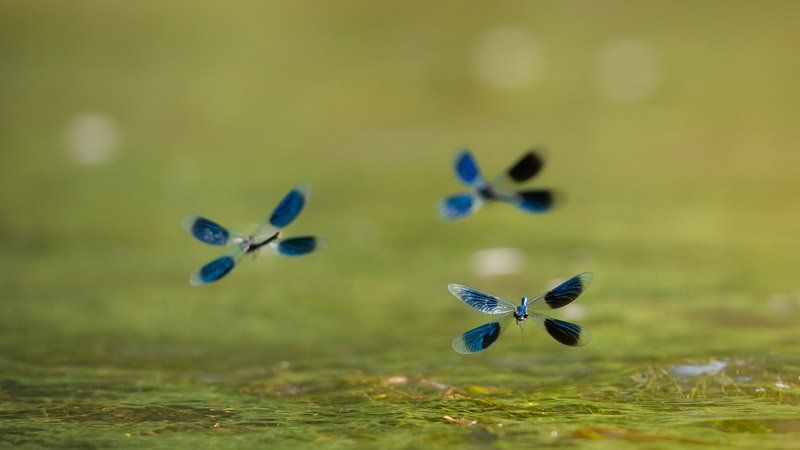 perfection des perfections Libellule horizon-spirituel.com