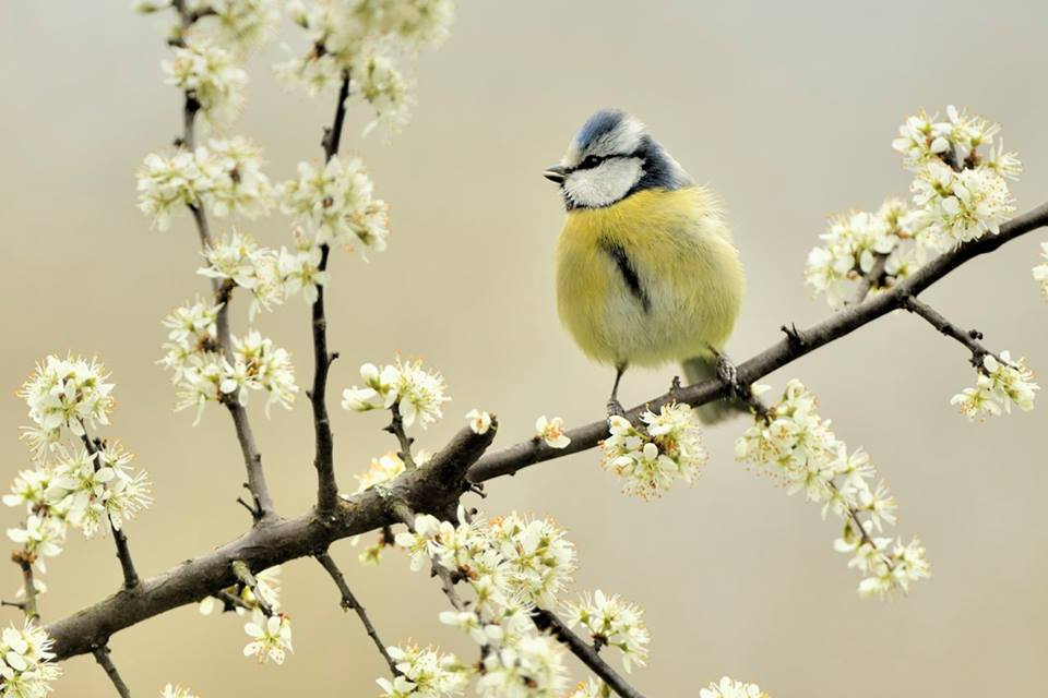 hardie, vive, joyeuse ! Mésange bleue horizon-spirituel.com