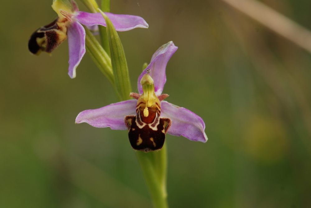 Si élaborée Ophrys Apifera horizon-spirituel.com