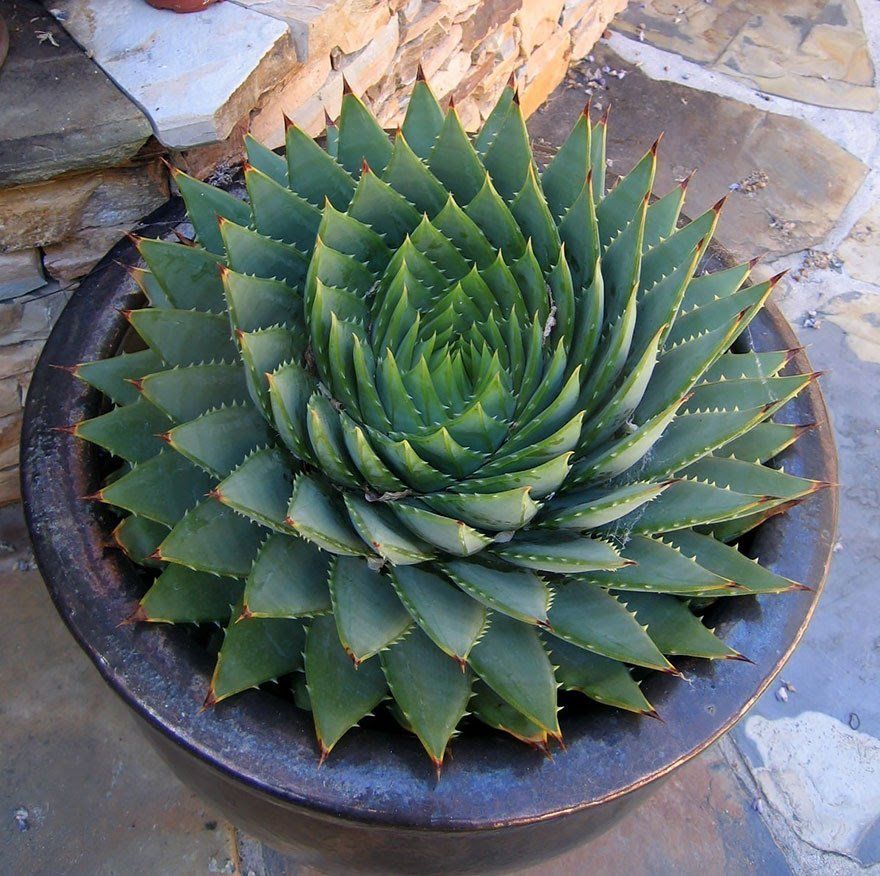 géométrie parfaite Aloe Polyphylla, succulente horizon-spirituel.com