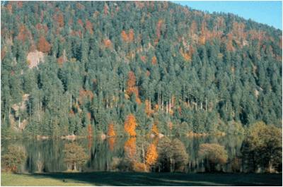 Lieu de paix Lac de Gondremer Vosges horizon-spirituel.com