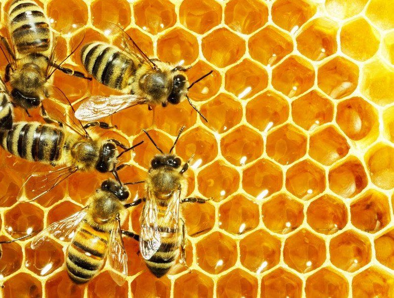 abeille à la ruche  horizon-spirituel.com