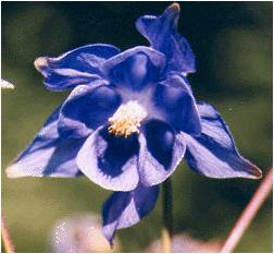 si belle, si délicate Ancolie bleue horizon-spirituel.com