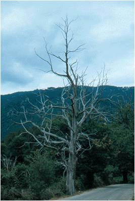 Leur vie aussi est éphémère arbre mort horizon-spirituel.com
