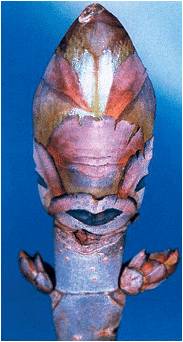 bourgeon horizon-spirituel.com