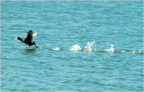 decollage d'un foulque macroule foulque macroule à l'envol  horizon-spirituel.com