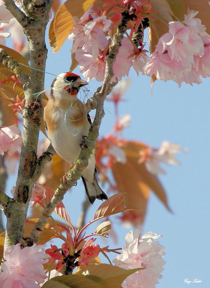 Il ne s'arrête jamais Chardonneret élégants sur prunus horizon-spirituel.com