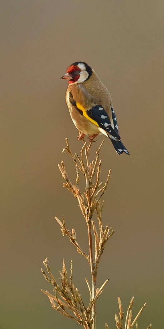Confiant ! Chardonneret élégant horizon-spirituel.com