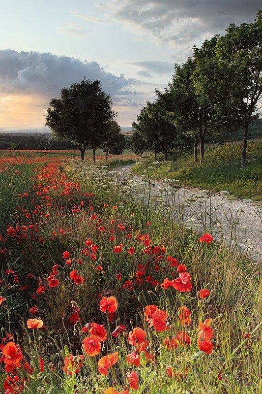 méditer, admirer chemin de coquelicots  horizon-spirituel.com