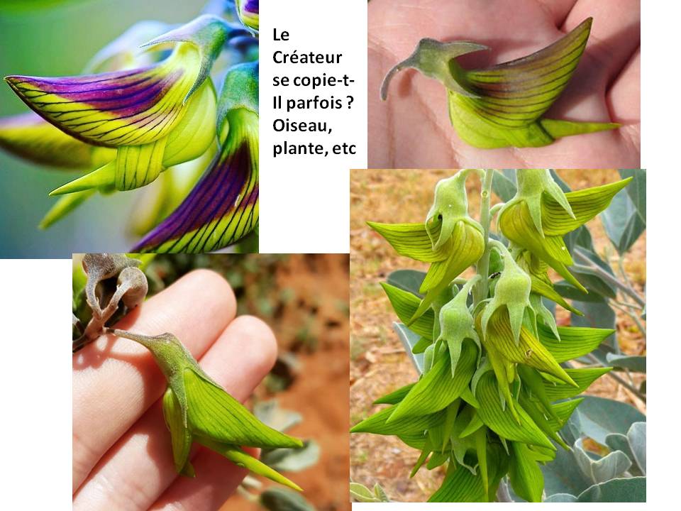 Le Créateur se copie crotalaria cunninghami horizon-spirituel.com