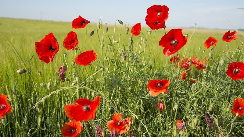 Si fragile, si précieux Coquelicot éphémère horizon-spirituel.com