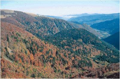 Un univers fabuleux à explorer Massif des Vosges horizon-spirituel.com