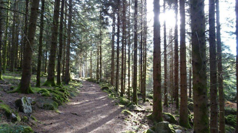 C'est Lui qui créa les sentiers Sapinière des Vosges horizon-spirituel.com