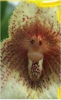 un joli nez masque de singe horizon-spirituel.com