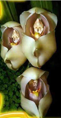 poupons dans leur lange poupon orchidée horizon-spirituel.com