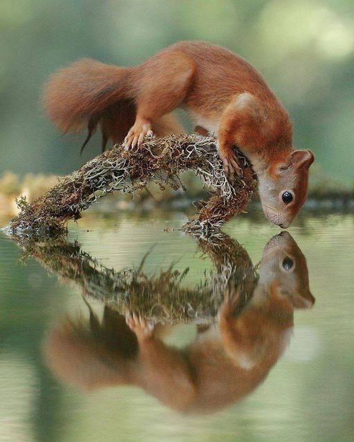 sur un coeur, reflet de l'eau Ecureuil decouvrant son reflet horizon-spirituel.com